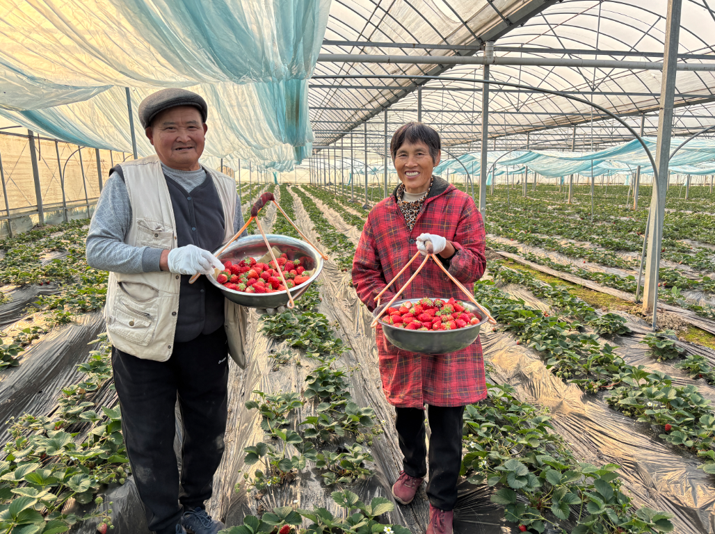 寒冬腊月,在洲头乡党建联盟产业示范基地的大棚内,藏着一园暖意与生机。翠绿藤蔓蜿蜒伸展,红彤彤的草莓如玛瑙缀于叶间,清甜果香裹挟着泥土的温润气息漫溢开来,既引得八方游客.png 寒冬腊月,在洲头乡党建联盟产业示范基地的大棚内,藏着一园暖意与生机。翠绿藤蔓蜿蜒伸展,红彤彤的草莓如玛瑙缀于叶间,清甜果香裹挟着泥土的温润气息漫溢开来,既引得八方游客.png